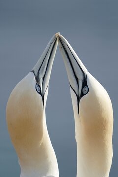 Northern gannet (Sula bassana) animal portrait, courtship behaviour, Helgoland Island, Schleswig-Holstein, wildlife, Germany