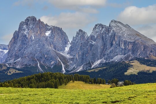 Alpine meadows on the Alpe di Siusi, behind the snow-covered peaks of the Sassolungo group, Val Gardena, Dolomites, South Tyrol, Italy