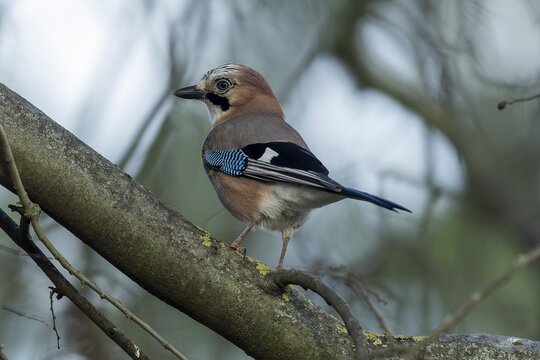 Eurasian jay (Garrulus glandarius), animal portrait, wildlife, Germany