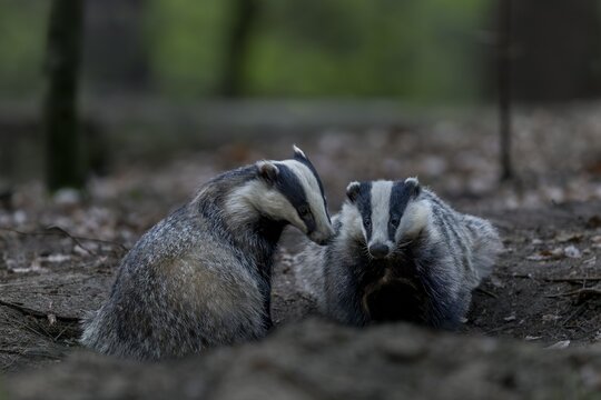 A pair of badgers (Meles meles) grooming each other at the roof castle, fun, joie de vivre, togetherness, nocturnal, Germany