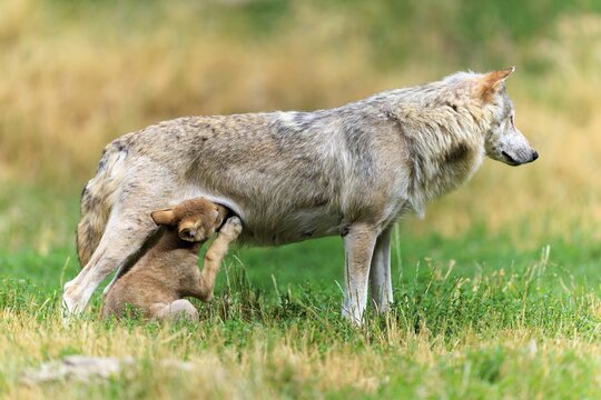 Pup scratching itself while sucking, next to its mother, Timberwolf, wolf, American wolf, (Canis lupus lycaon), pup, Germany