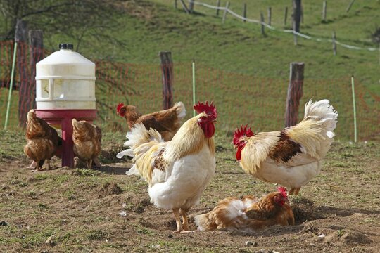 Free-range chickens with outlet in meadow, Hesse, Germany