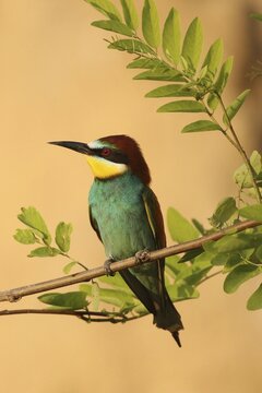 European bee-eater (Merops apiaster) on the branch of an Acacia (Acacieae) Western Hungary, Hungary