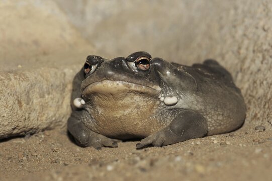 Colorado toad or Sonora desert toad (Incilius alvarius. Bufo alvarius), captive, occurrence in North America
