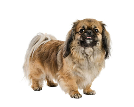 Pekingese dog standing, fluffy tan coat, isolated on png transparent background isolated on a transparent background