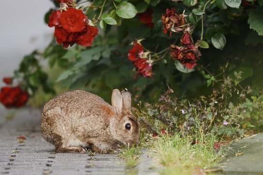 Wild rabbit (Oryctolagus cuniculus) on a shrub rose (Rosa) in a park, North Rhine-Westphalia, Germany