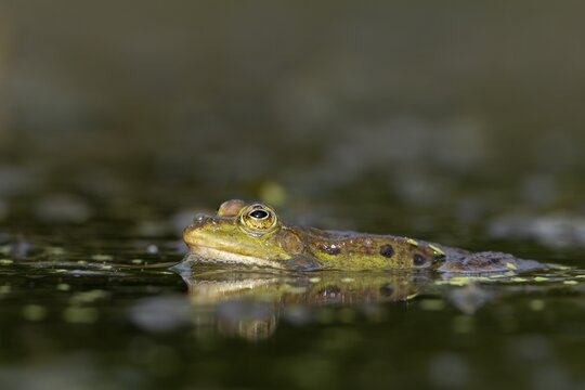 The water frog (Pelophylax kl. esculentus) is not recognised as a separate species, Germany