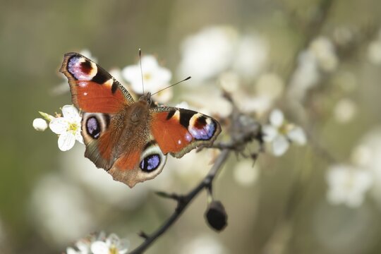 Peacock butterfly (Aglais io) adult insect feeding on a hedgerow blossom flowers in spring, England, United Kingdom