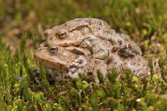 Common Toads (Bufo bufo), mating, male clasping a female, amplexus, Thuringia, Germany