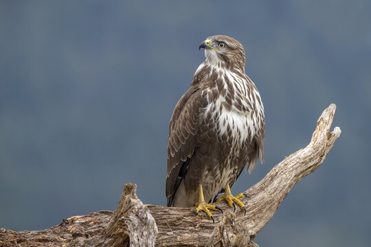 Common buzzard (Buteo buteo) sitting on a tree stump, Terfens, Tyrol, Austria
