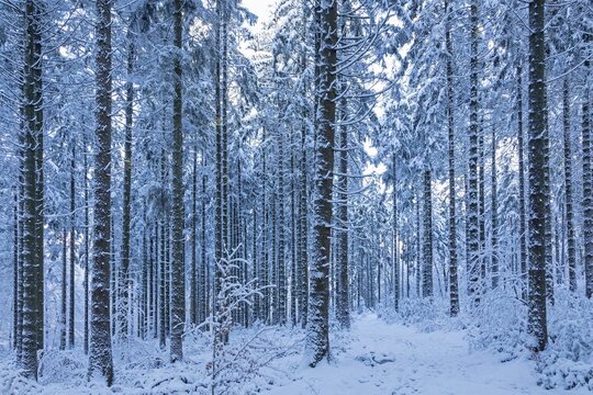 Snowy trees, tree trunks, forest, snow, winter, Sieversen, Samtgemeinde Rosengarten, Lower Saxony, Germany