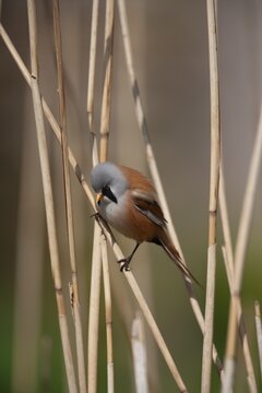 Bearded tit or reedling (Panurus biarmicus) adult male bird on a Common reed stem in a reedbed, England, United Kingdom