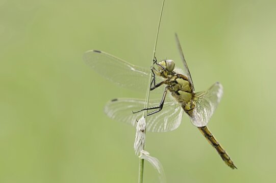 Black-tailed skimmer (Orthetrum cancellatum), female, North Rhine-Westphalia, Germany
