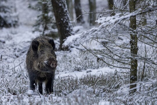 Did the wild boar (Sus scrofa) pick up the scent of a female boar, early winter, winter, snow, cold, mating season, November, Denmark