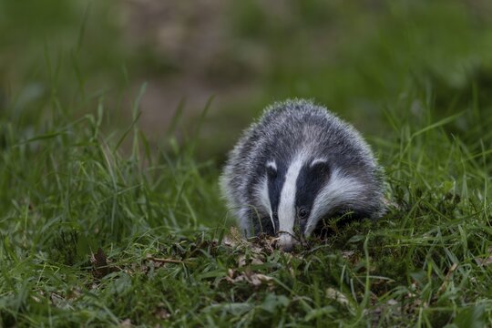 A young badger (Meles meles) searches for food directly at the entrance to its den, baby animals, cute, cute, cute, nocturnal, Germany