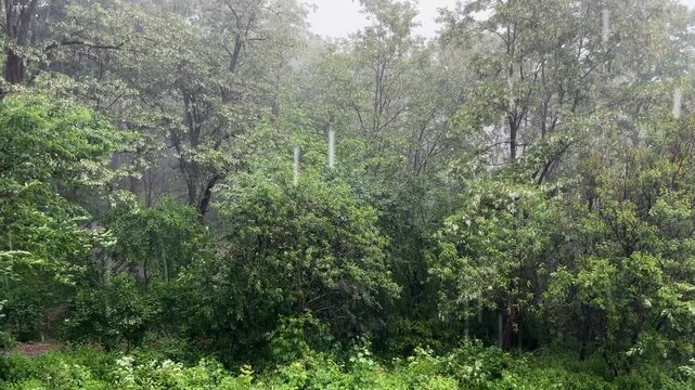 Blooming locust trees in old park during a shower