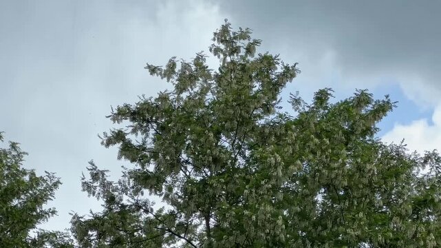 Blooming locust trees in old park during rain against sky