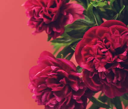 Close-up of a beautiful blurred  purple  bright peony flower on a terracotta color background . Large buds of spring festive flowers have rich textured petals . 