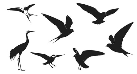 Fototapeta premium Silhouettes of various birds in flight
