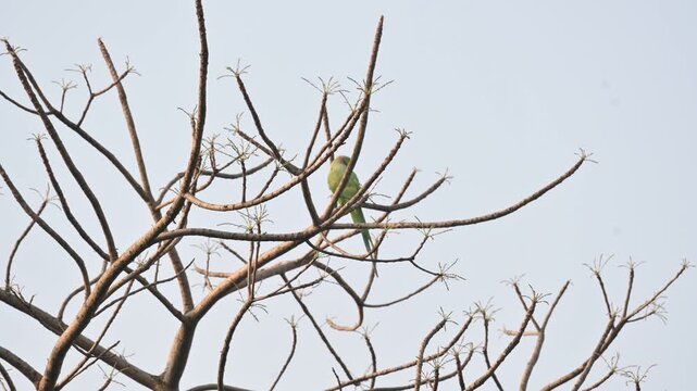 A alexandrine parakeets perches on a tree  branch. The bird has a long tail, a vibrant red beak, and a faint dark ring around its neck. Parakeet&nbsp;is any one of many small sized&nbsp;species&nbsp;of&nbsp;parrot.
