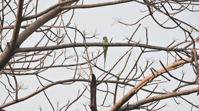 A alexandrine parakeets perches on a tree  branch. The bird has a long tail, a vibrant red beak, and a faint dark ring around its neck. Parakeet&nbsp;is any one of many small sized&nbsp;species&nbsp;of&nbsp;parrot.
