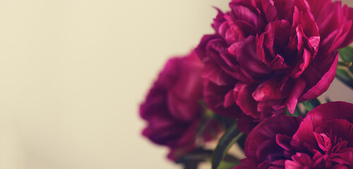 Close-up of a beautiful blurred  purple  bright peony flower on a terracotta color background . Large buds of spring festive flowers have rich textured petals .  © Sofia Zhuravetc