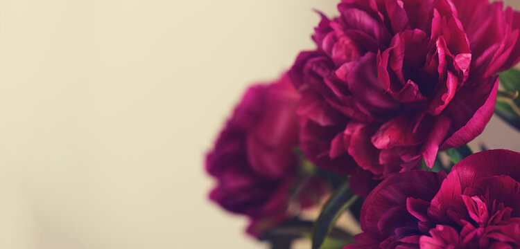Close-up of a beautiful blurred  purple  bright peony flower on a terracotta color background . Large buds of spring festive flowers have rich textured petals . 