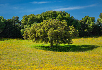 Obraz premium A large tree stands in a grassy field filled with yellow flowers