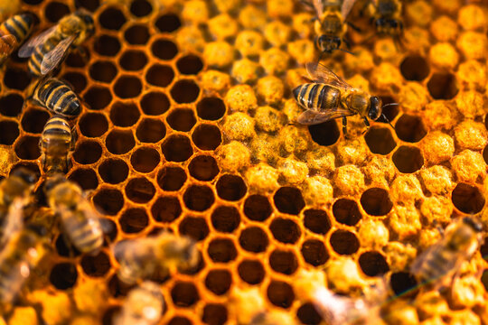 Bees gather around honeycomb in a hive during daytime activity