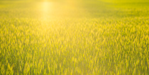Obraz premium Field landscape supports growing wheat grass. Soft field sunlight brightens green scenery. Wheat background creates peaceful grass texture. Golden grass field feels organic outdoors.