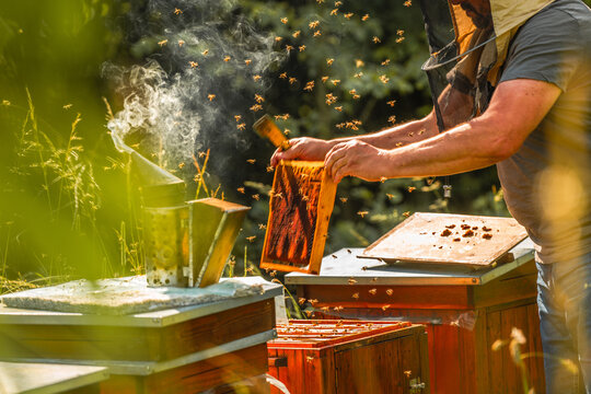 Beekeeper working at hive during sunny day in the field