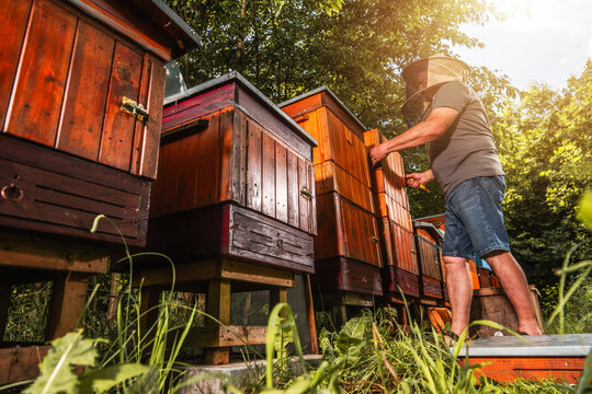 Bee keeper works with wooden hives in a sunny garden during the afternoon