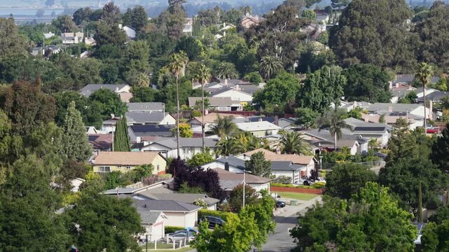 Quiet Lush suburban neighborhood with single-family homes and tall palm trees nestled among dense green canopy spreading across hillside terrain in Vallejo, California, USA. Aerial drone wide shot.