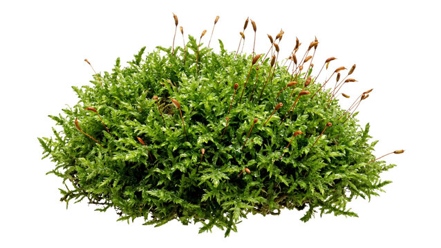 A clump of green moss with reddish stalks detailed texture on transparent background bryophytes lichen