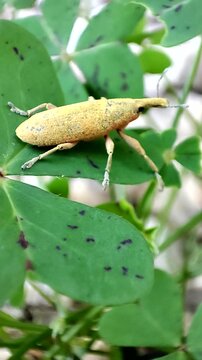   Lixus pulverulentus. Gorgojo de las malvas. Picudo. 