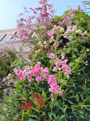 Fototapeta premium Beautiful pink climbing flowers with delicate petals and a lush tropical backdrop. Perfect for garden inspiration, ornamental plant lovers, floral photography, and natural landscape design.