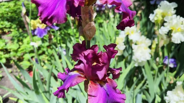 Purple-crimson flowers of bearded iris on blurred background