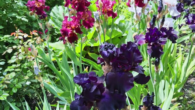 Flowers of bearded irises different colors on a blurred background
