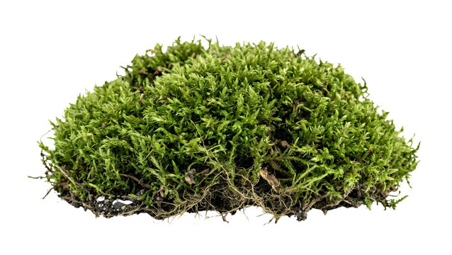 Clump of green moss with visible root structure on transparent background forest floor lichen bryophyte