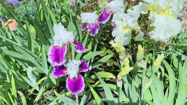 White-purple flowers of bearded irises on a blurred background