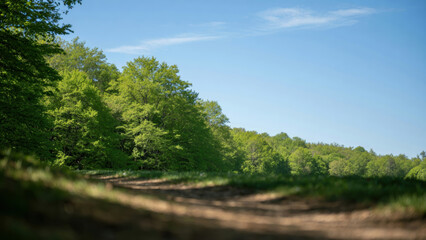 Fototapeta premium Forest tree nature landscape path grass summer sky sunlight outdoor serene forest tree nature landscape path grass summer sky sunlight peaceful walk trail woodland green foliage leaf environment