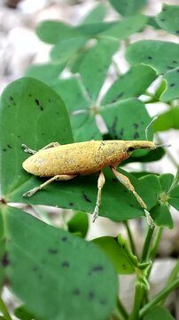  Lixus pulverulentus. Gorgojo de las malvas. Picudo. 