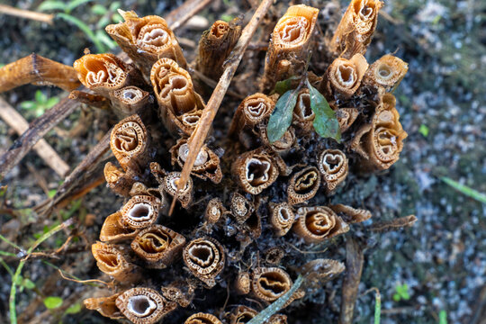 High angle macro closeup of harvested rice paddy stubble stalks showing hollow geometric honeycomb internal structures on organic soil ground, rural farming agriculture pattern texture backdrop views