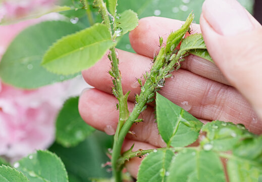 Aphids on young rose shoot, harmful garden pest closeup
