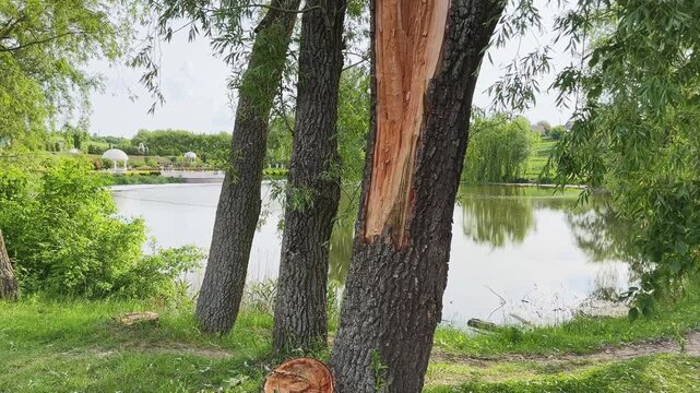 Broken and then sawed off trunks of the old willow