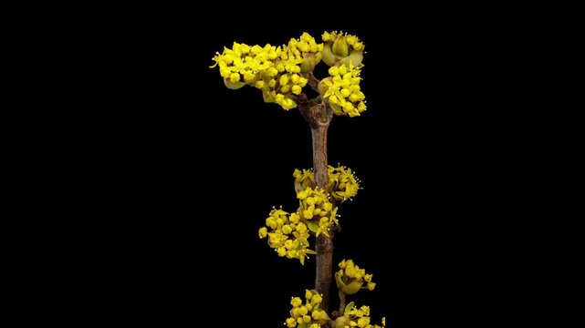 Time Lapse of flowering Dogwood on black background. Spring timelapse of columbine flowers