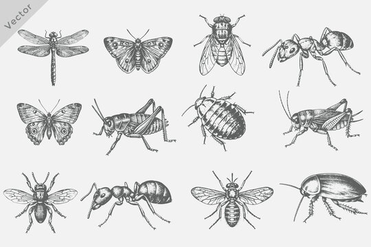 Realistic Vintage retro style insect collection vector illustration. Vintage engraving style set including Ant, Mosquito, Butterfly, Dragonfly, Cockroach on white background.