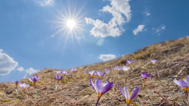 wild crocus flowers on grass hill slope at sunny day time lapse scene