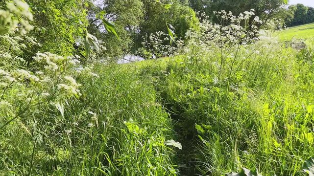 Old willows and meadow with high grass on pond shore