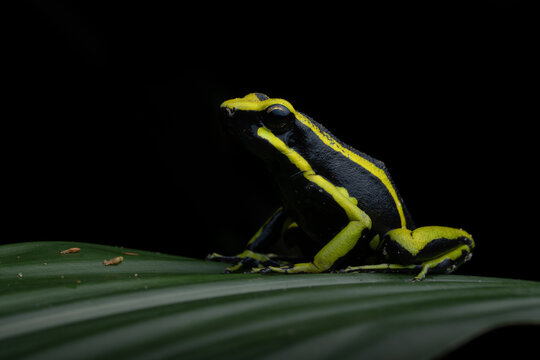 Colorful poison frog